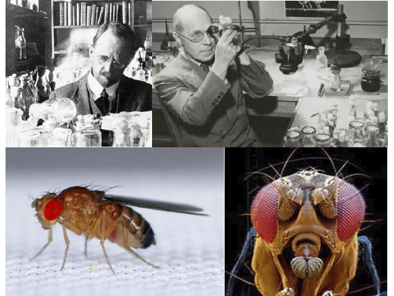 La Drosophila Melanogaster, mosca modelo en la investigación genética  