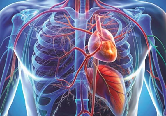 'Diplomado en cardiología AMIR', en línea