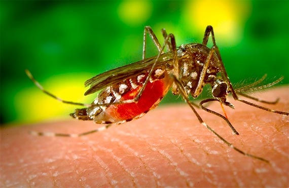 La epidemia de dengue en el país supera el año