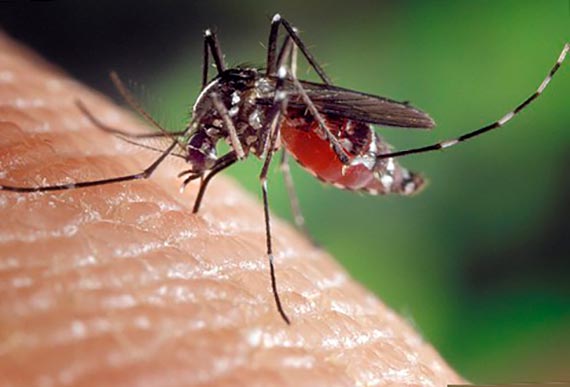 Estudio del Instituto Nacional de Salud sugiere que el zika causa daño ocular