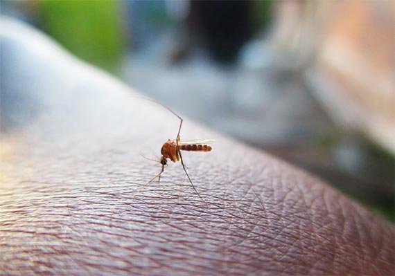 Se mantiene la epidemia de dengue en el país: 15 entidades territoriales se encuentran en situación de alerta