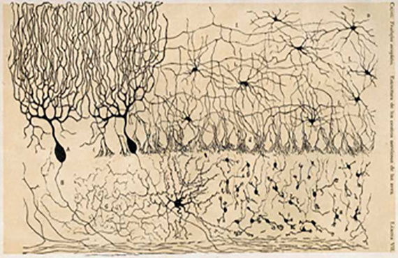 Curso gratuito 'La calidad de vida en el marco de las neurociencias', online