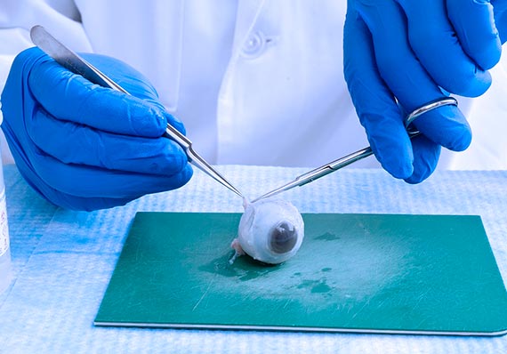 El borrador de la Política de Ética, Bioética e Integridad Científica está abierta a aportes