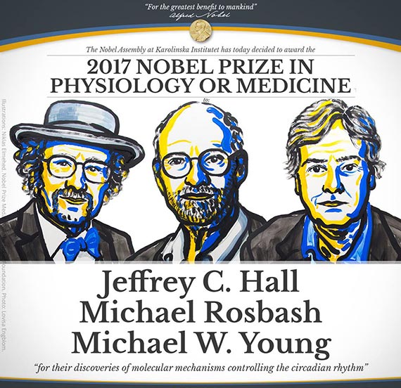 El Nobel de Medicina recae sobre los descubridores de los mecanismos que controlan los ritmos circadianos