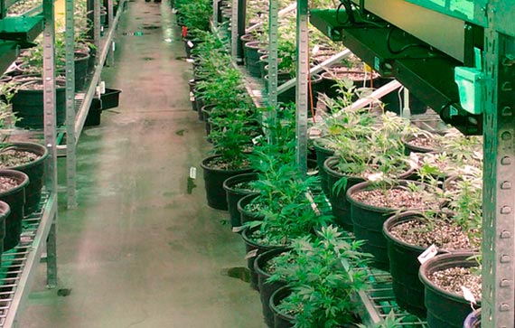 Proyecto de reglamento sobre derivados de Cannabis