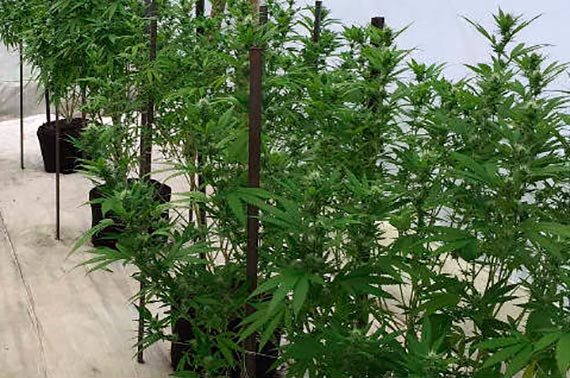 Culmina la reglamentación del cannabis medicinal en Colombia