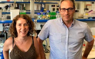 Identifican cuarenta genes relacionados con la conducta agresiva
