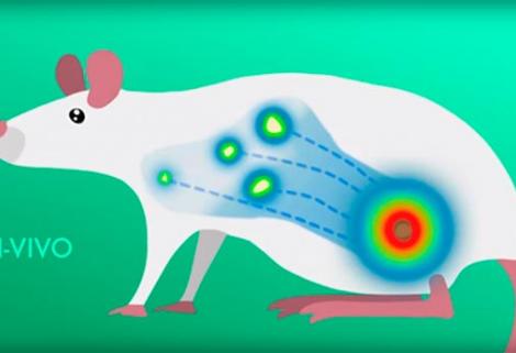 Investigadores logran visualizar metástasis del melanoma antes de que ocurran