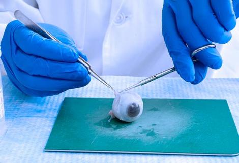 El borrador de la Política de Ética, Bioética e Integridad Científica está abierta a aportes