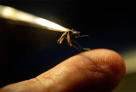 Investigadores alertan del riesgo ante el aumento de casos de malaria en Colombia desde 2015