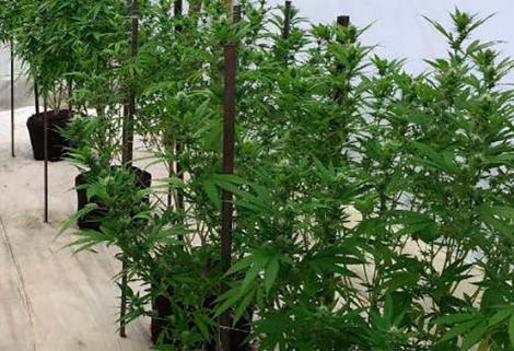 Culmina la reglamentación del cannabis medicinal en Colombia