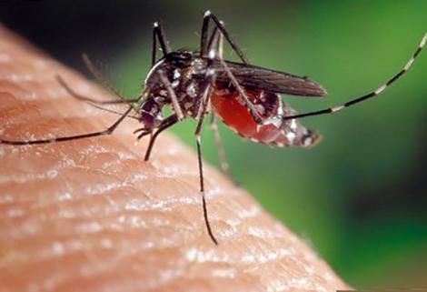 Estudio del Instituto Nacional de Salud sugiere que el zika causa daño ocular