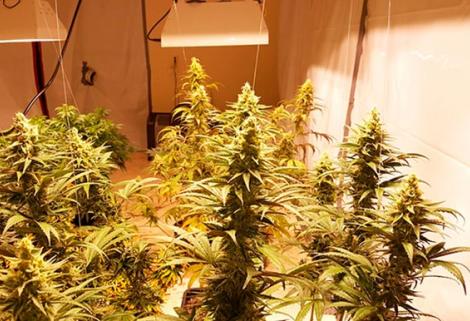 El Ministerio de Justicia expide las primeras licencias para cultivo de plantas de cannabis psicoactivo