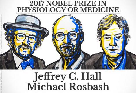 El Nobel de Medicina recae sobre los descubridores de los mecanismos que controlan los ritmos circadianos