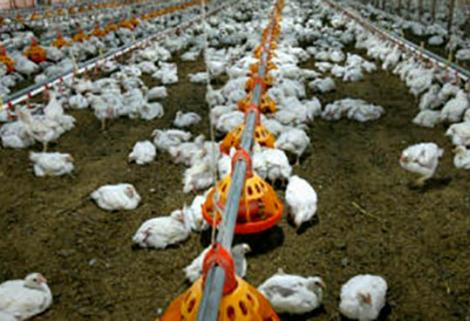 OMS pide dejar de dar antibióticos a animales sanos ante la emergencia de resistencia a antimicrobianos