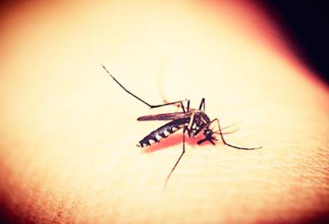 La OPS alerta sobre el aumento de casos de malaria en países de América, entre ellos Colombia