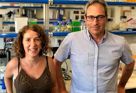Identifican cuarenta genes relacionados con la conducta agresiva