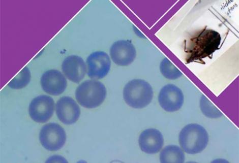 La Organización Panamericana de la Salud lanza una nueva guía para el diagnóstico y tratamiento del chagas