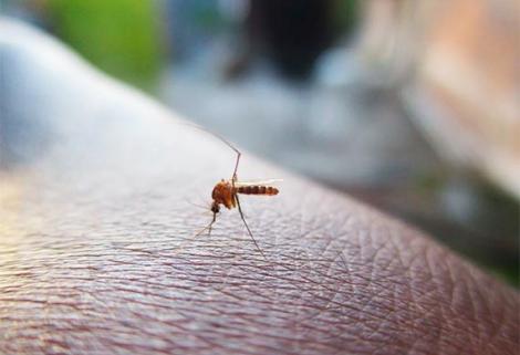 La Procuraduría pide al Ministerio de Salud informe sobre las acciones adelantadas frente al aumento de casos de dengue en el país.