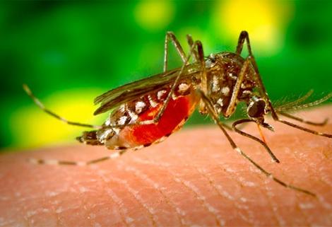 En la semana 10 de 2020 11 entidades territoriales se ubicaron en situación de alerta por el dengue.