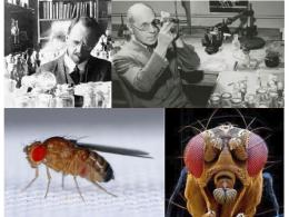 La Drosophila Melanogaster, mosca modelo en la investigación genética  - Cátedra - El Diario de Salud